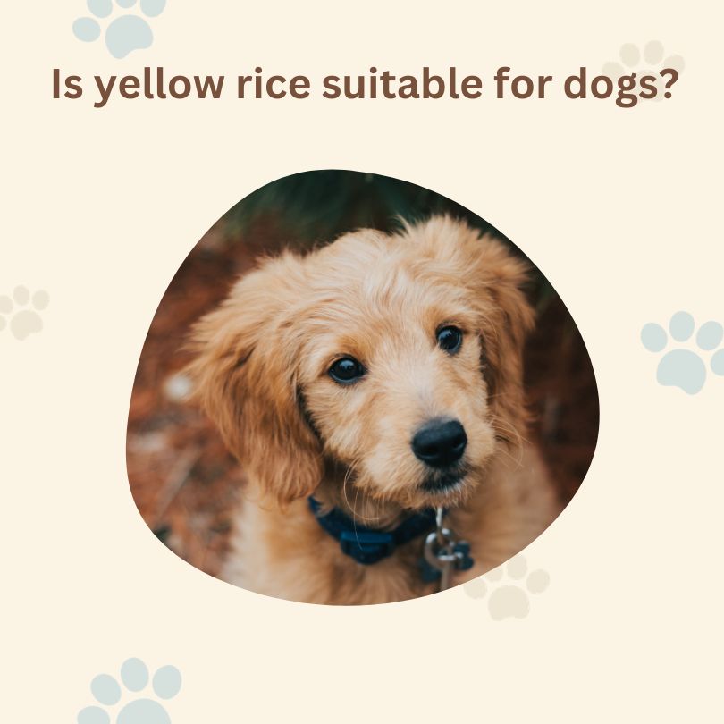 is yellow rice good for dogs