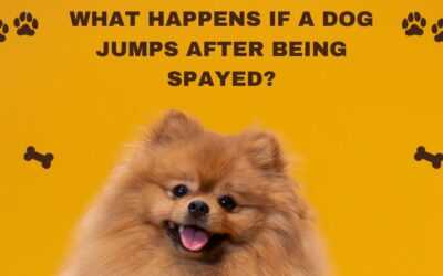 What Happens If a Dog Jumps After Being Spayed? Don’t Let Your Furry Friend Leap into Trouble!