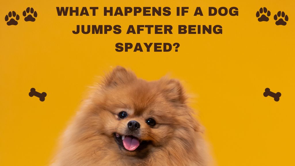 what happens if a dog jumps after being spayed