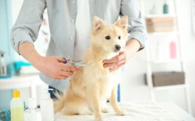 What the Pup Dog Grooming: Unleash the Power of a Pawfect Pampering