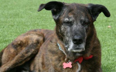 Why are Brindle Dogs Unpopular? Discover the Surprising Truth!
