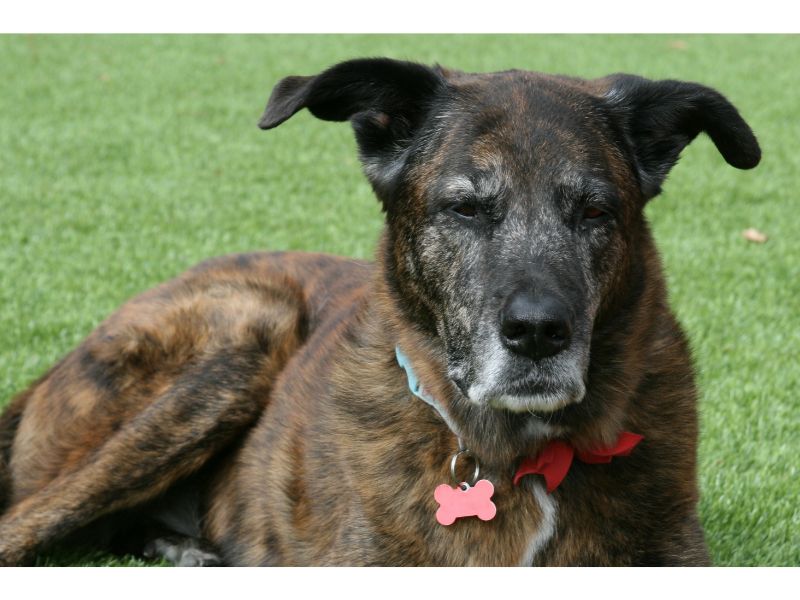 why are brindle dogs unpopular