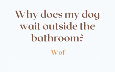 Why Does My Dog Wait Outside the Bathroom? Discover the Surprising Reason!