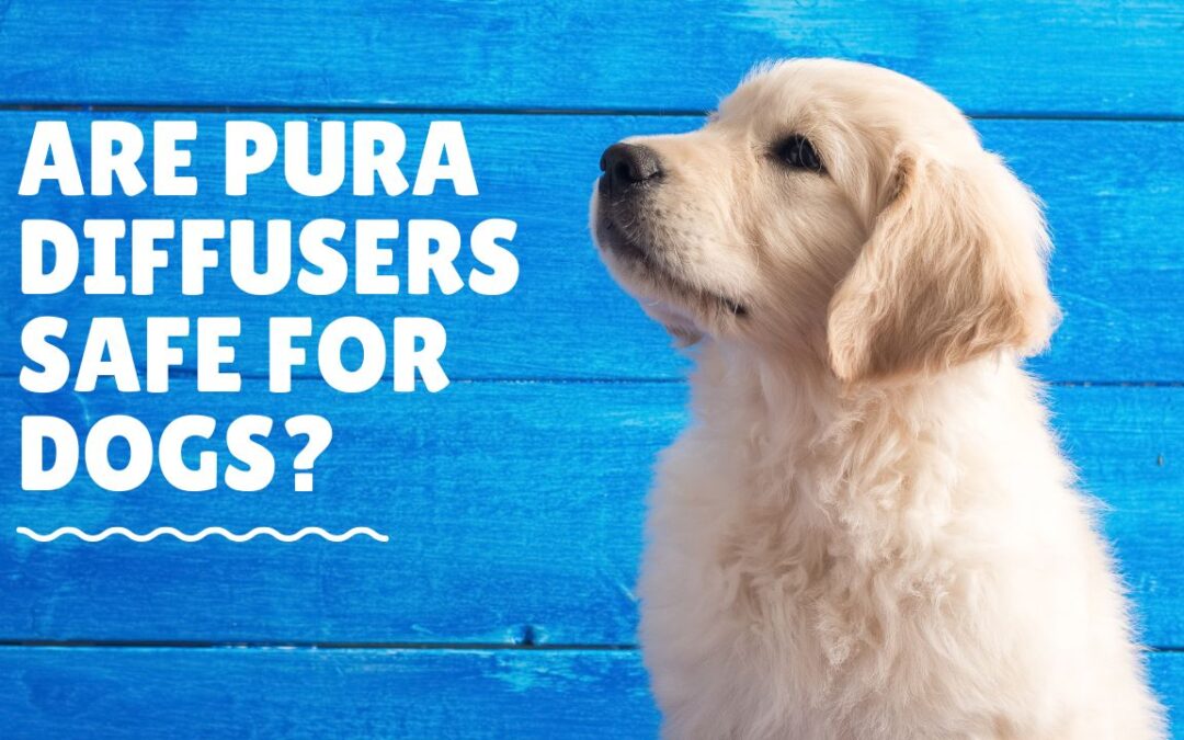 Are Pura Diffusers Safe for Dogs? Discover the Truth!