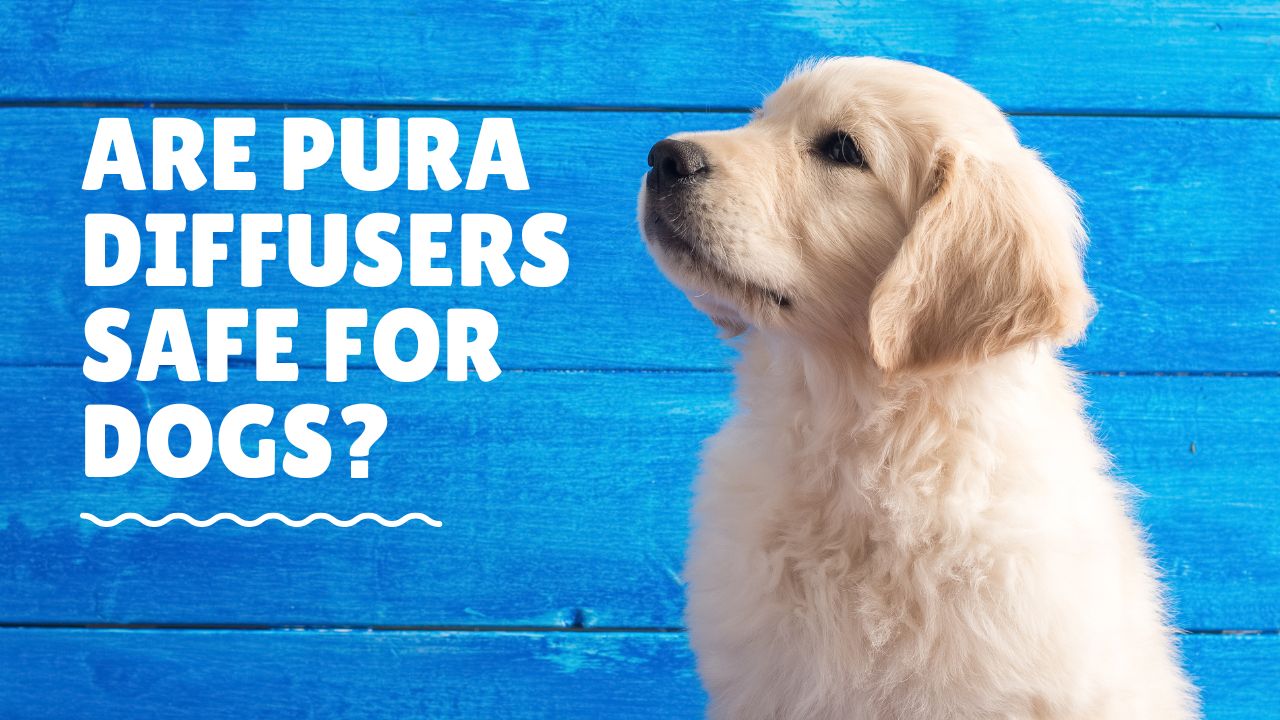 are pura diffusers safe for dogs