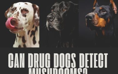 Can Drug Dogs Detect Mushrooms: The Ultimate Guide