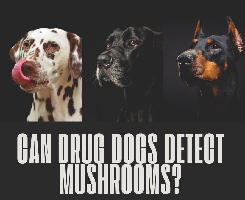 Can Drug Dogs Detect Mushrooms: The Ultimate Guide