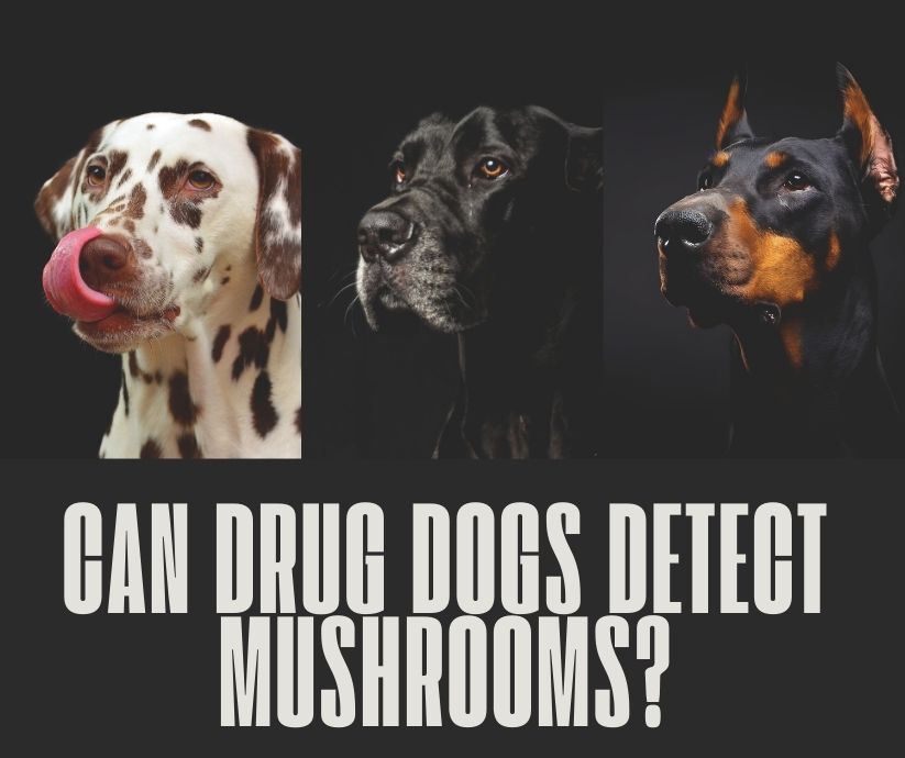 can drug dogs detect mushrooms