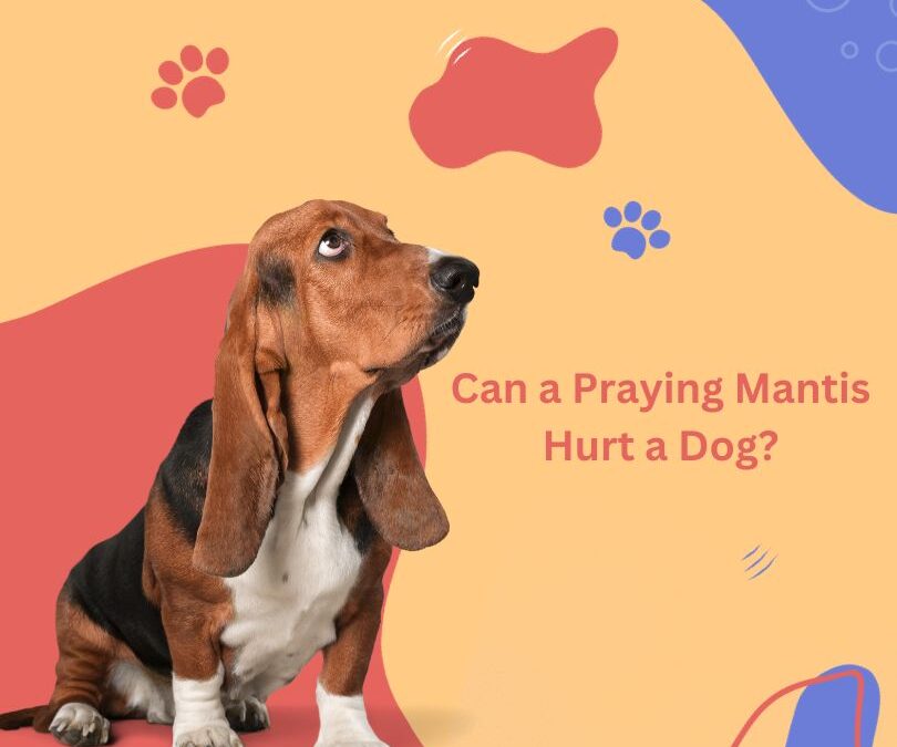 Can a Praying Mantis Hurt a Dog? Uncovering the Potential Danger