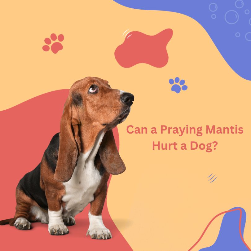 Can a Praying Mantis Hurt a Dog