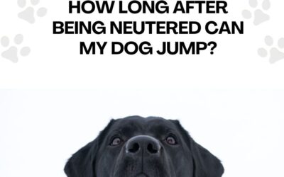 How Long After Being Neutered Can My Dog Jump? Discover the Safe Jumping Timeframe