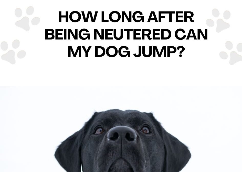 How Long After Being Neutered Can My Dog Jump? Discover the Safe Jumping Timeframe