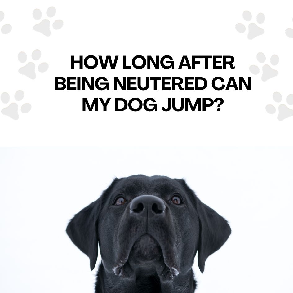 How Long After Being Neutered Can My Dog Jump