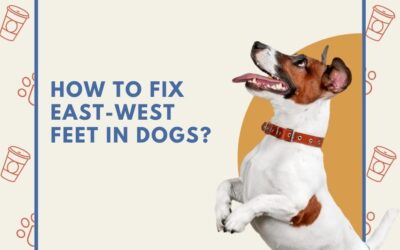 How to Fix East-West Feet in Dogs: Expert Solutions