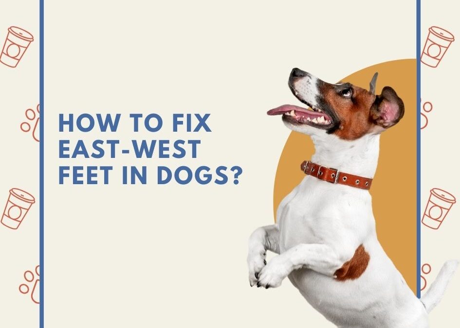 How to Fix East-West Feet in Dogs: Expert Solutions