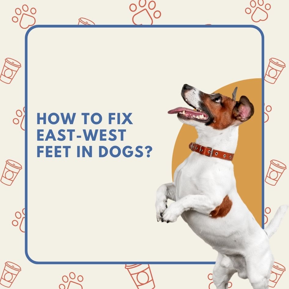 How to Fix East West Feet in Dogs
