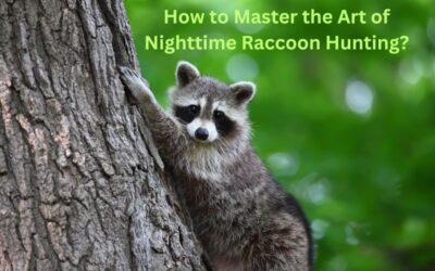 How to Master the Art of Nighttime Raccoon Hunting: No Dogs Needed