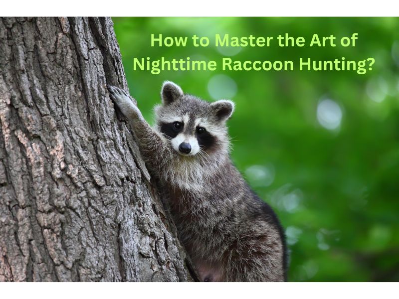 how to hunt raccoons at night without dogs