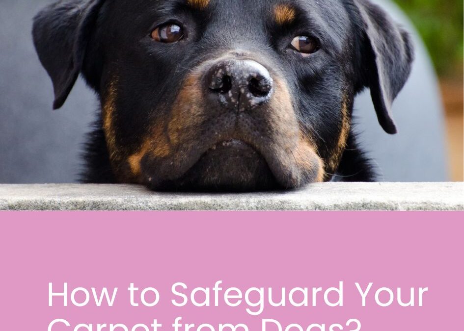 How to Safeguard Your Carpet from Dogs: The Ultimate Guide Thepetso.com