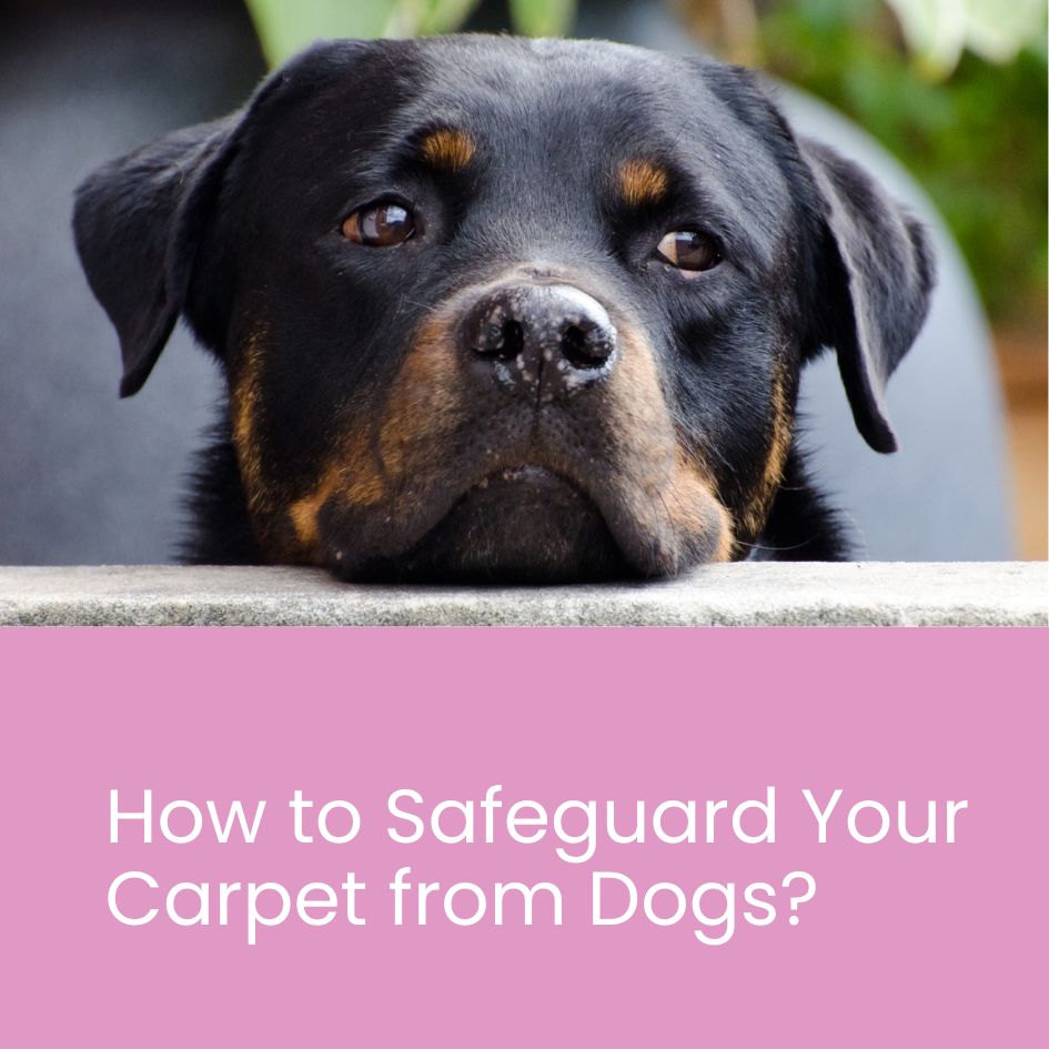 how to protect carpet from dogs thepetso.com