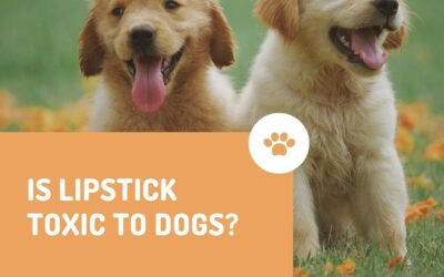 Is Lipstick Toxic to Dogs? Unveiling the Hidden Dangers