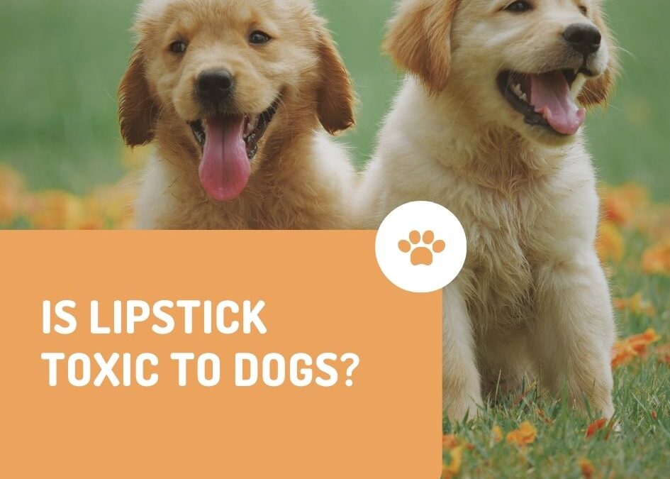 Is Lipstick Toxic to Dogs? Unveiling the Hidden Dangers