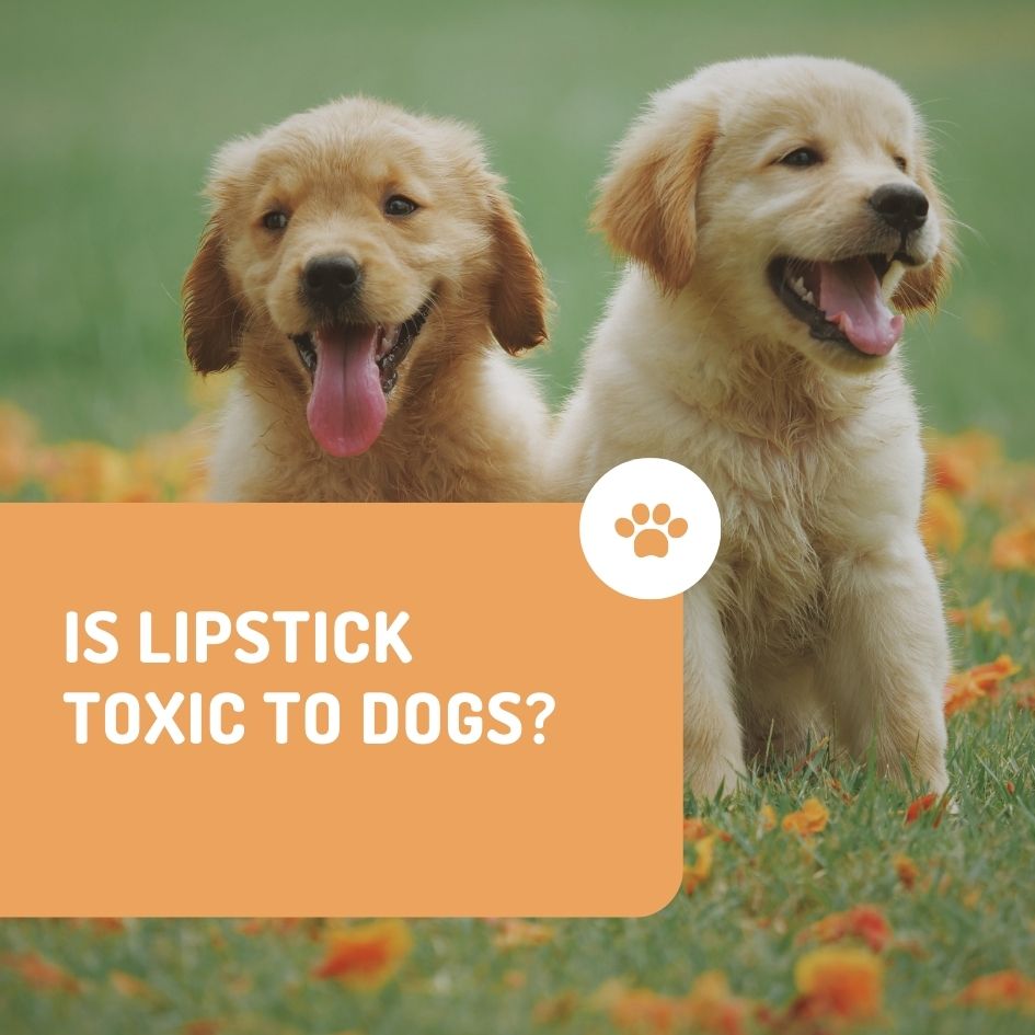 is lipstick toxic to dogs