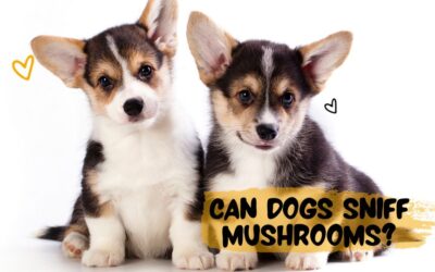 Can Dogs Sniff Mushrooms: Uncovering Their Remarkable Sense of Smell