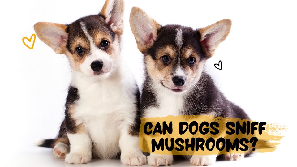 Can Dogs Sniff Mushrooms
