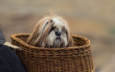 A Dog Able in a Basket: Unleashing the Adorable Power of Puppy Love