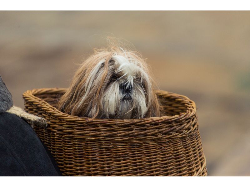 a dog able in a basket