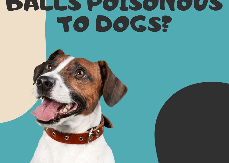 Are Monkey Balls Poisonous to Dogs? Discover the Truth Now!