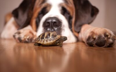 Are Tortoises Smarter Than Dogs: Unlocking the IQ Secrets