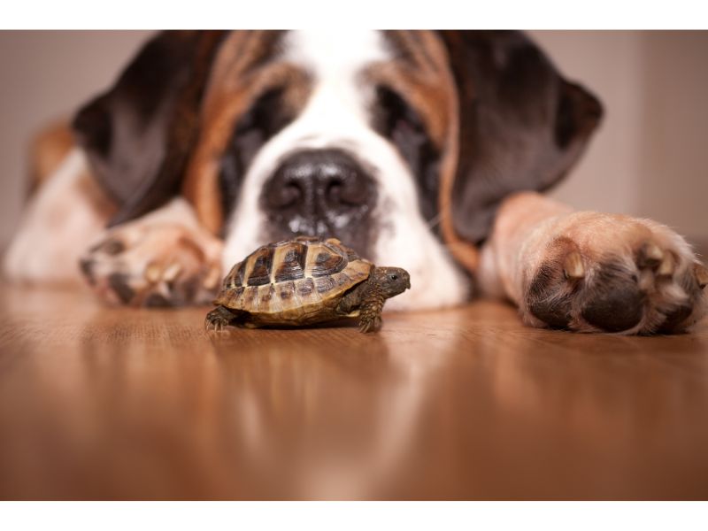 are tortoises smarter than dogs