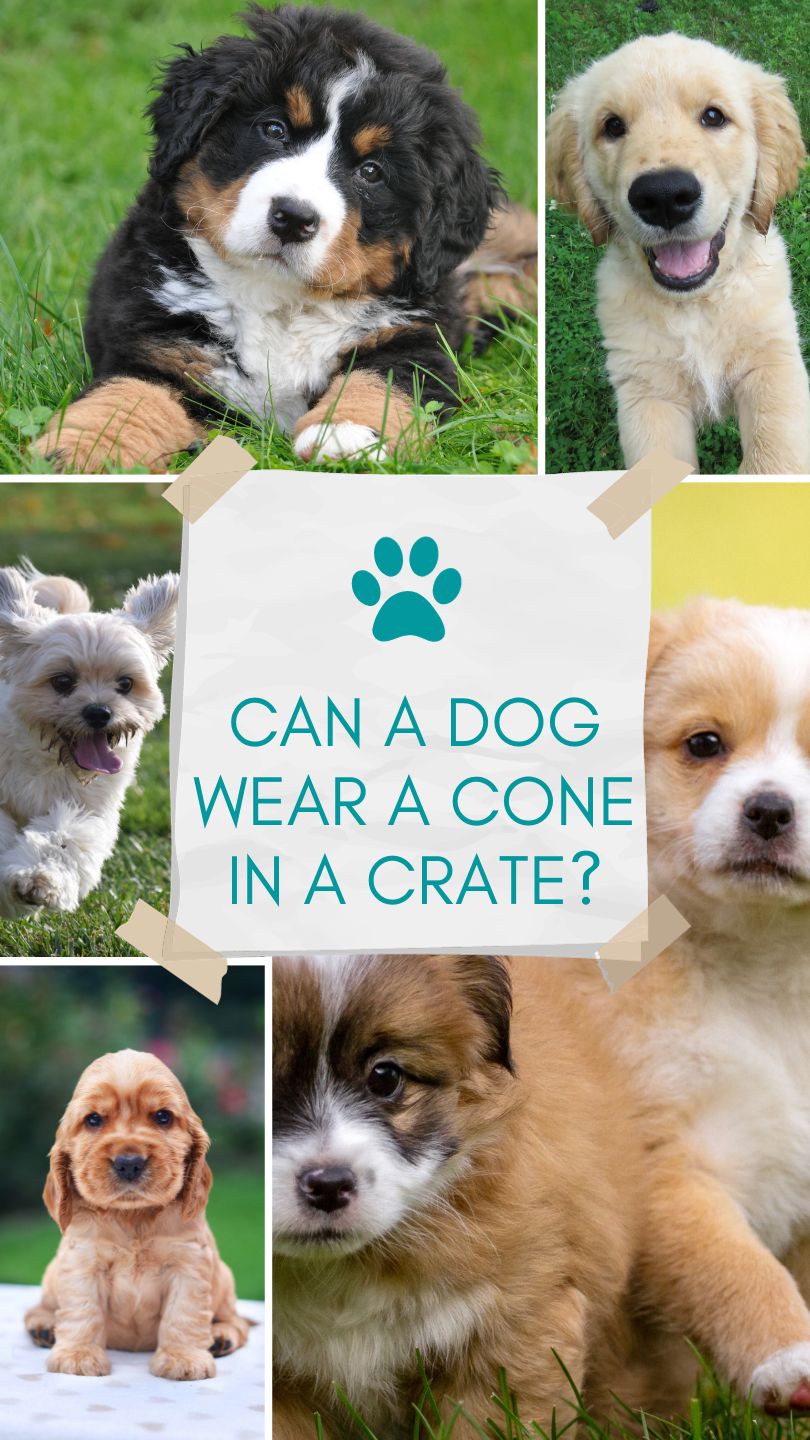 can a dog wear a cone in a crate