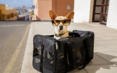 Can-Am Defender Dog Box: The Ultimate Solution for Secure and Stylish Dog Transportation
