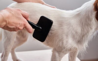 Can I Brush My Dog After Frontline? Discover the Proven Tips for a Hassle-free Grooming Routine