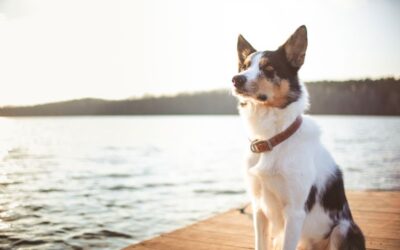 Can I Take My Dog to Fiji? Your Ultimate Guide to Pet-Friendly Adventures