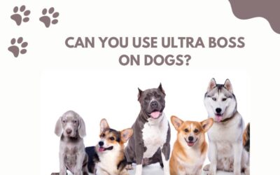 Can You Use Ultra Boss on Dogs? Discover the Powerful Benefits!