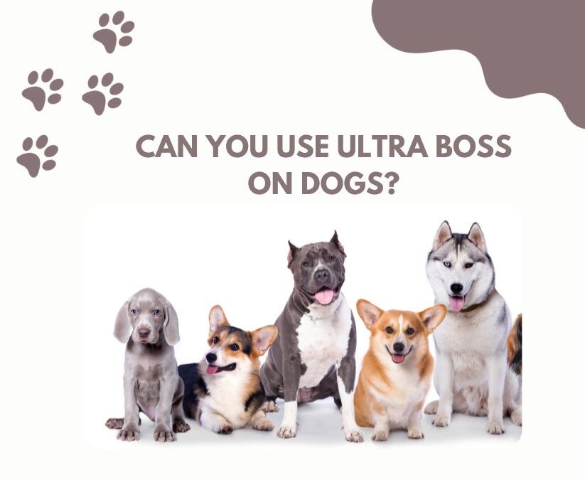 Can You Use Ultra Boss on Dogs? Discover the Powerful Benefits!