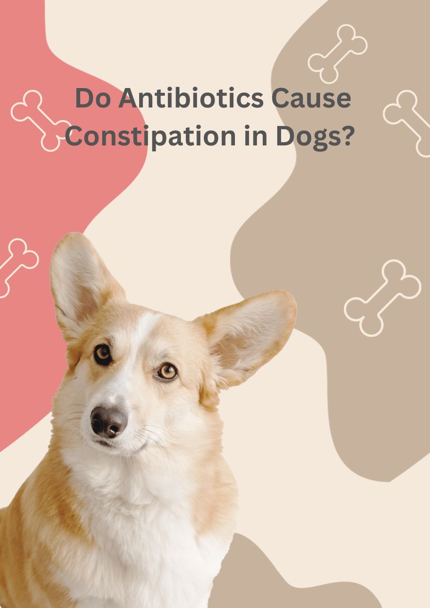 do antibiotics cause constipation in dogs