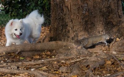 Do Squirrels Tease Dogs? Unraveling the Playful Nature of These Furry Intruders