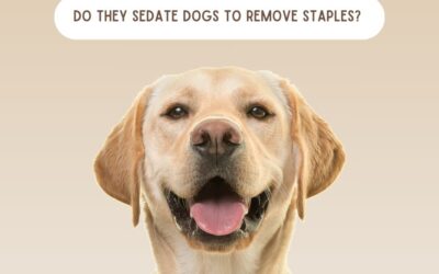 Do They Sedate Dogs to Remove Staples? The Truth Revealed!