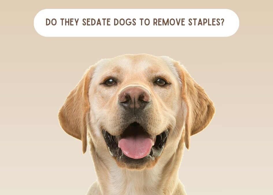 Do They Sedate Dogs to Remove Staples? The Truth Revealed!