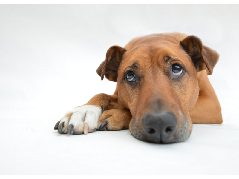 does tobacco get rid of worms in dogs