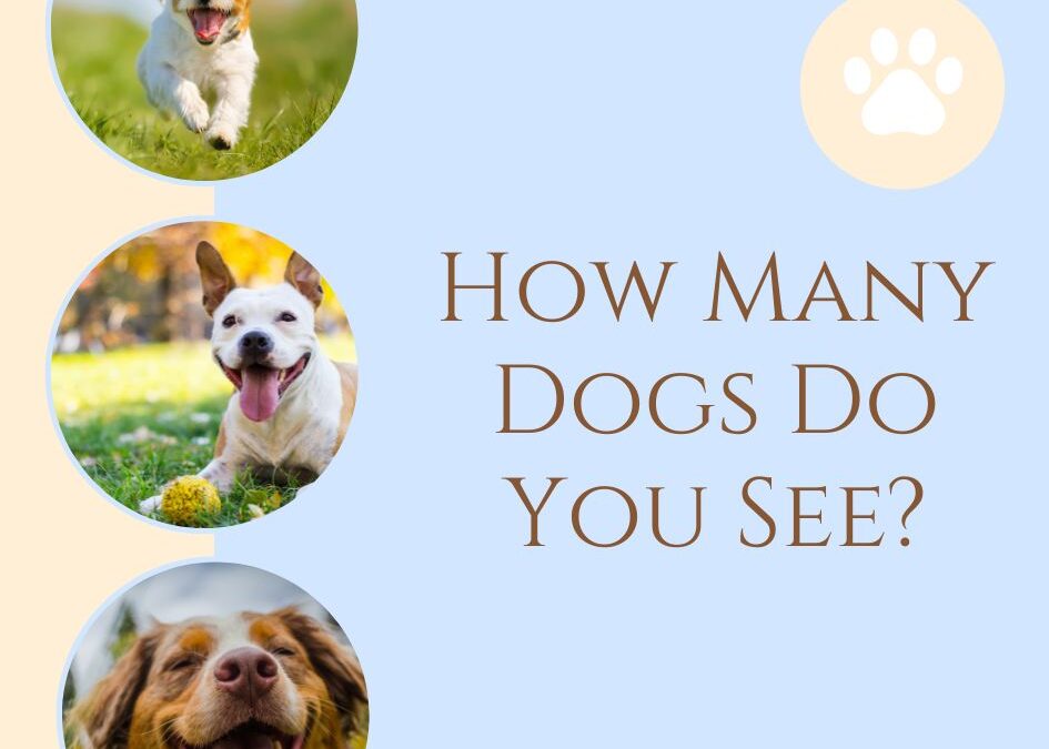 How Many Dogs Do You See? Unleash Your Observation Skills!