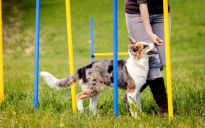 How Much Does Guard Dog Training Cost: Your Ultimate Price Guide