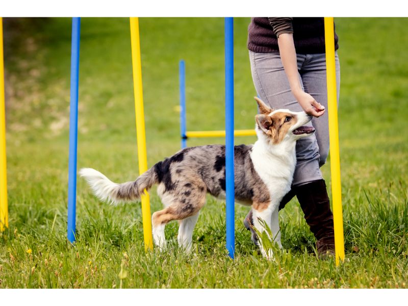 how much does guard dog training cost