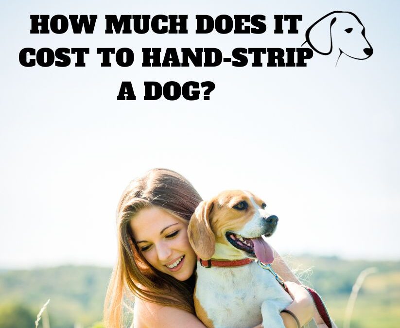 How Much Does It Cost to Hand Strip a Dog: The Ultimate Pricing Guide