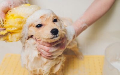 How to Dilute Dog Shampoo: Simple Hacks for Effective Pet Bathing